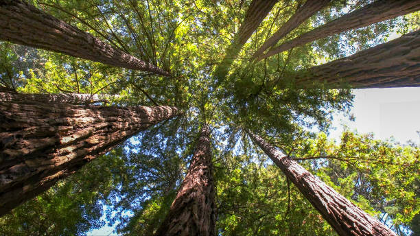 How Our Tree Care Process Works  in  Bettendorf, IA