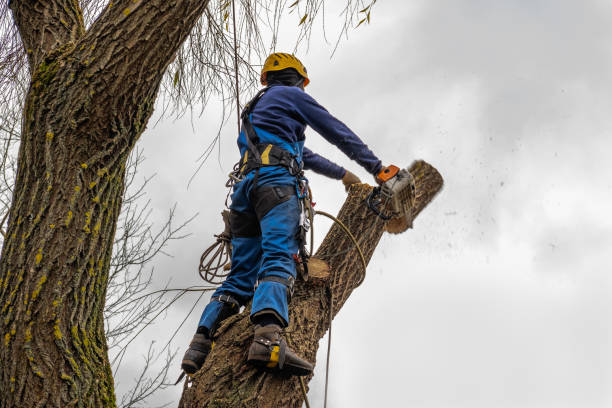 Best Hazardous Tree Removal  in Bettendorf, IA