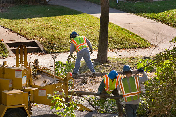 Best Fruit Tree Pruning  in Bettendorf, IA