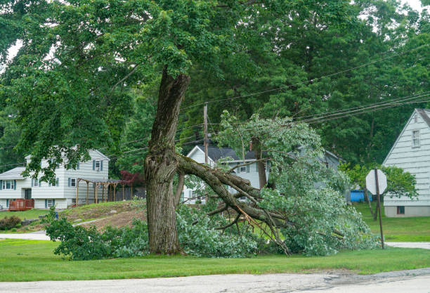 Best Lot and Land Clearing  in Bettendorf, IA