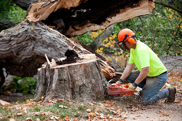 Best Tree Removal  in Bettendorf, IA