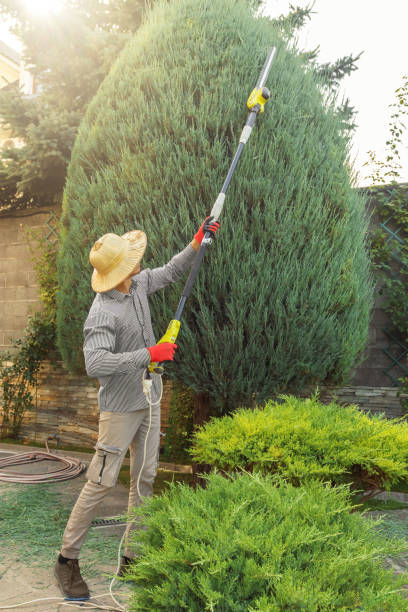 Best Tree Trimming and Pruning  in Bettendorf, IA